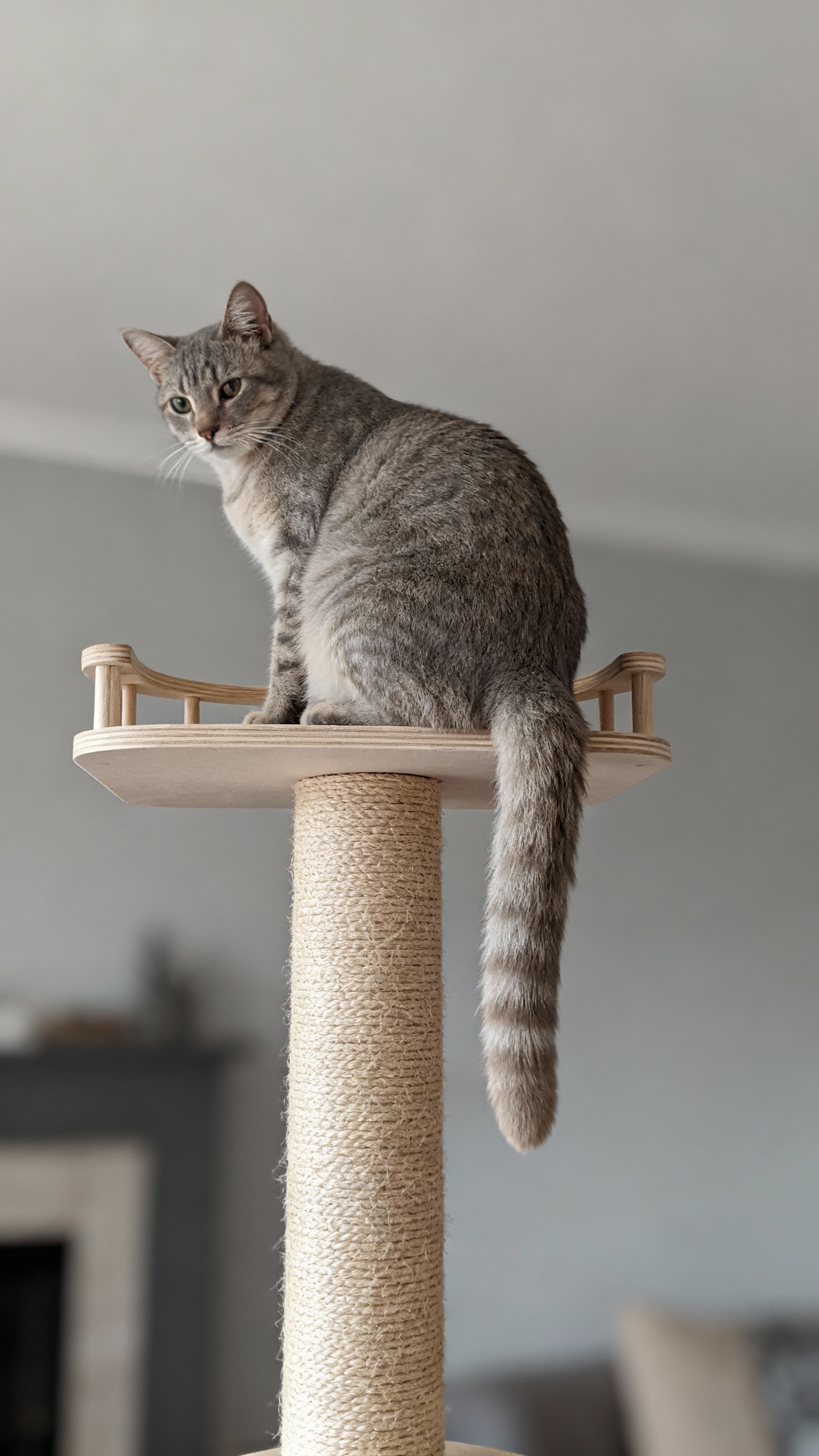 Cat perched on tall cat tree shelf, high angle, neutral tail