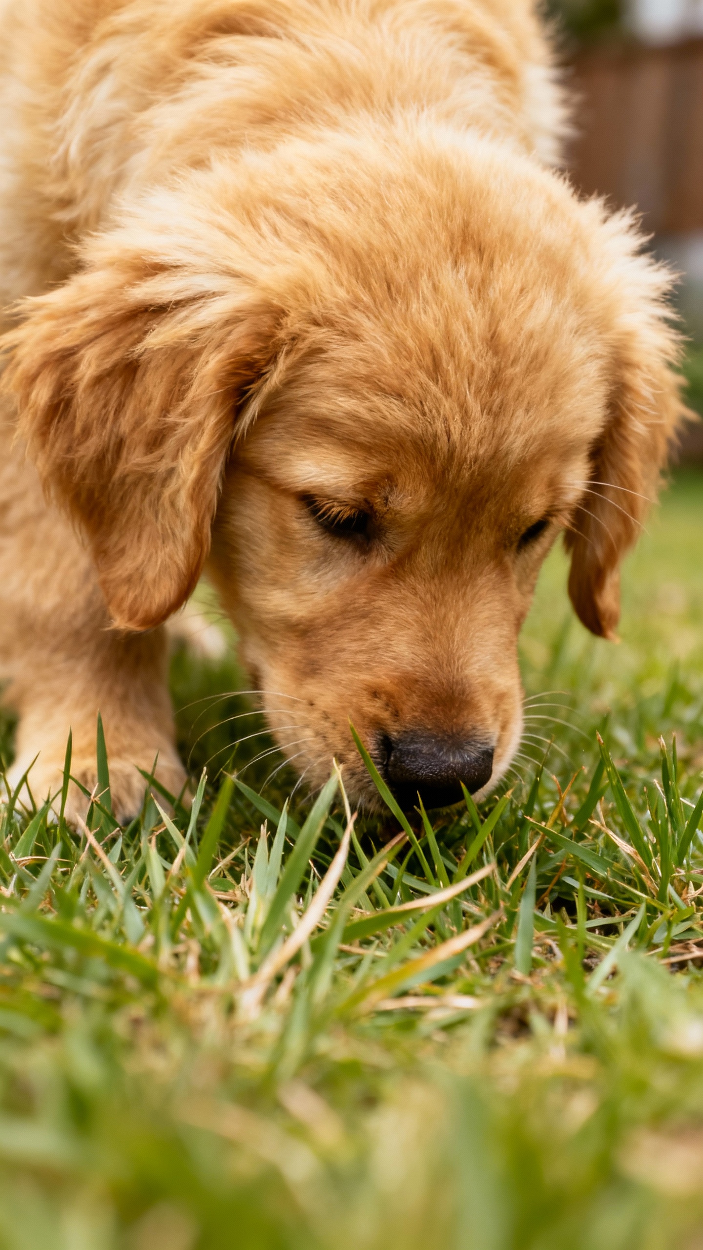 Closeup golden retriever puppy sniffing grass at designated yard spot