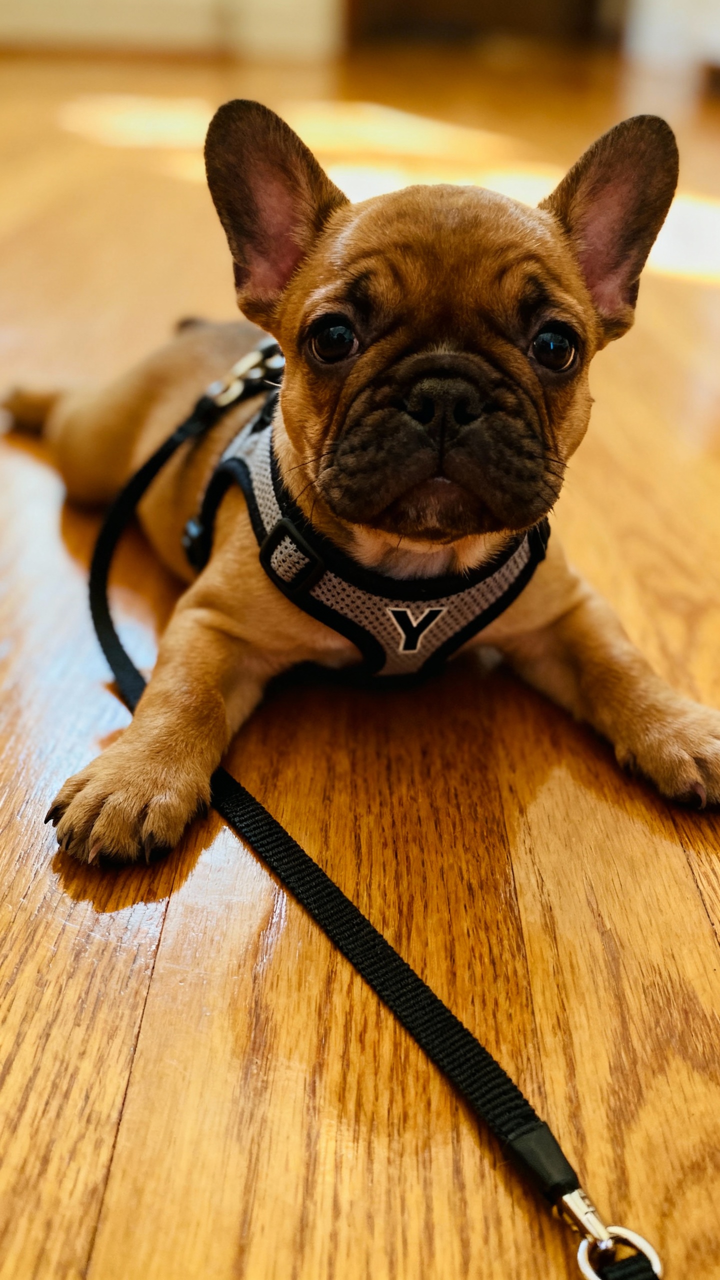 Closeup of 8-week French Bulldog in Y-harness, 4ft leash on hardwood floor