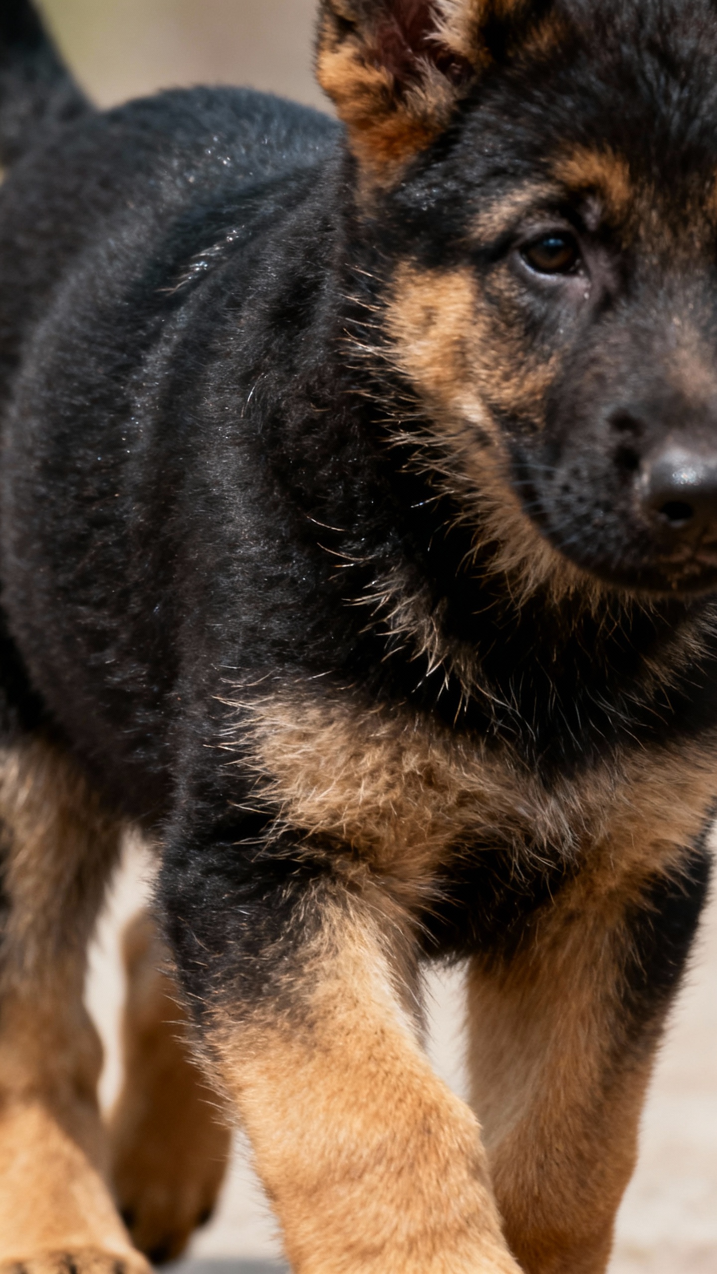 Closeup of black-and-tan GSD puppy saddle pattern, dense coat texture