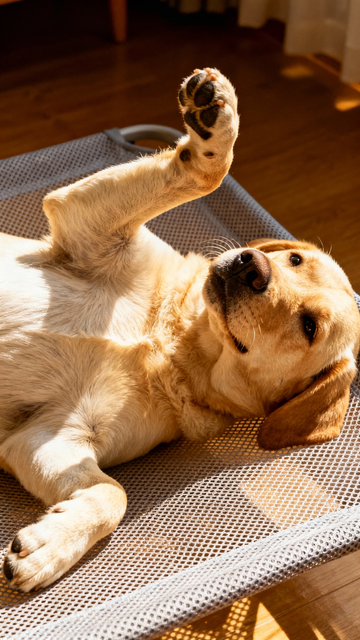 Belly-up labrador on breathable bed, paws in air