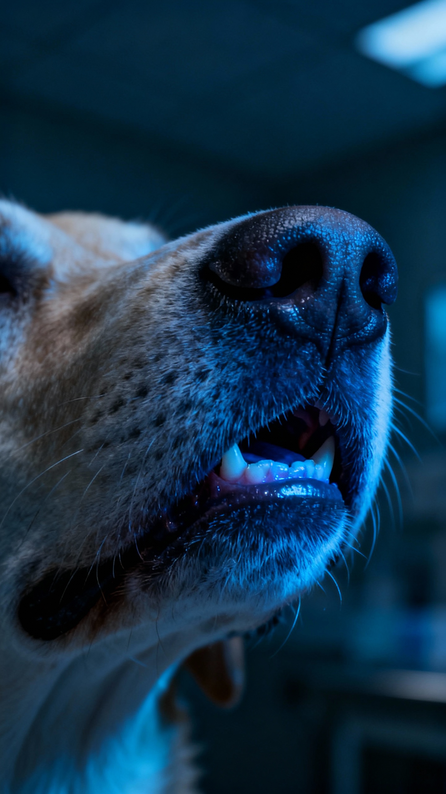 Closeup bluish dog gums, flared nostrils, labored breathing, dim room