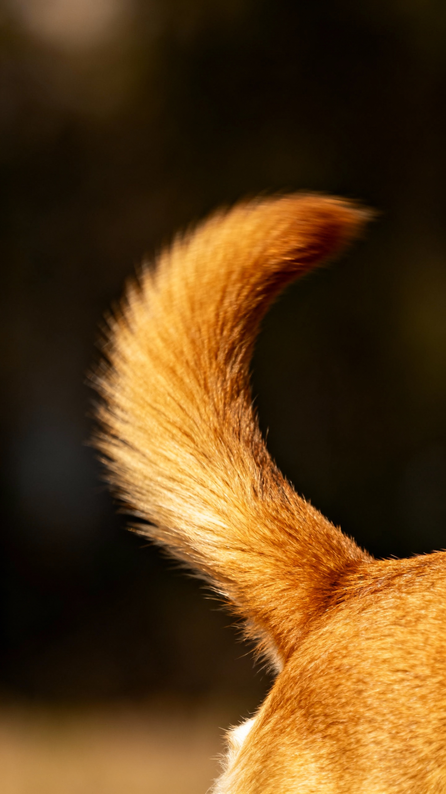 Closeup of dog tail mid-wag, right-leaning, golden fur, stiff posture