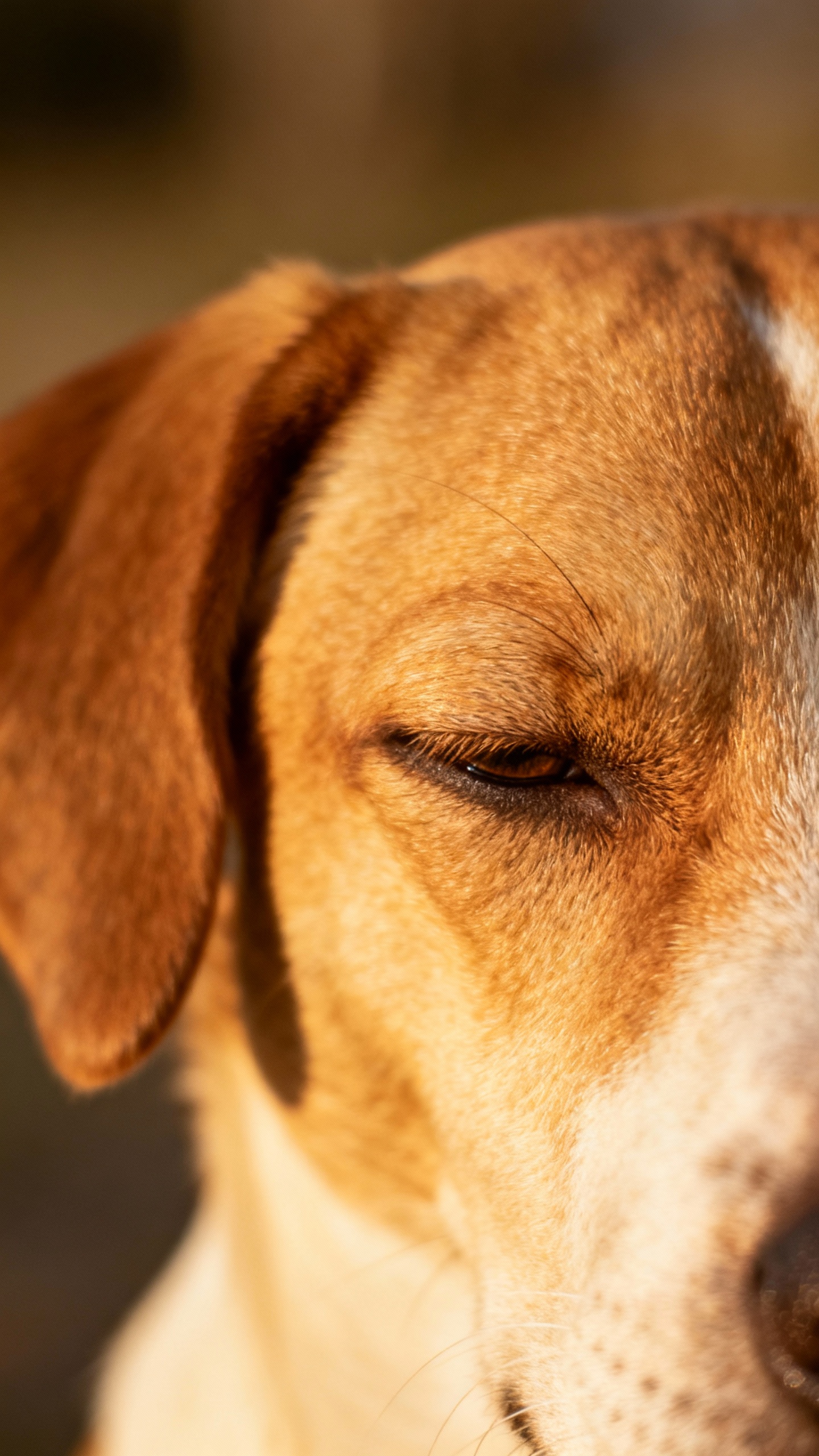 Closeup of dog’s soft eyes, relaxed ears, slow blink