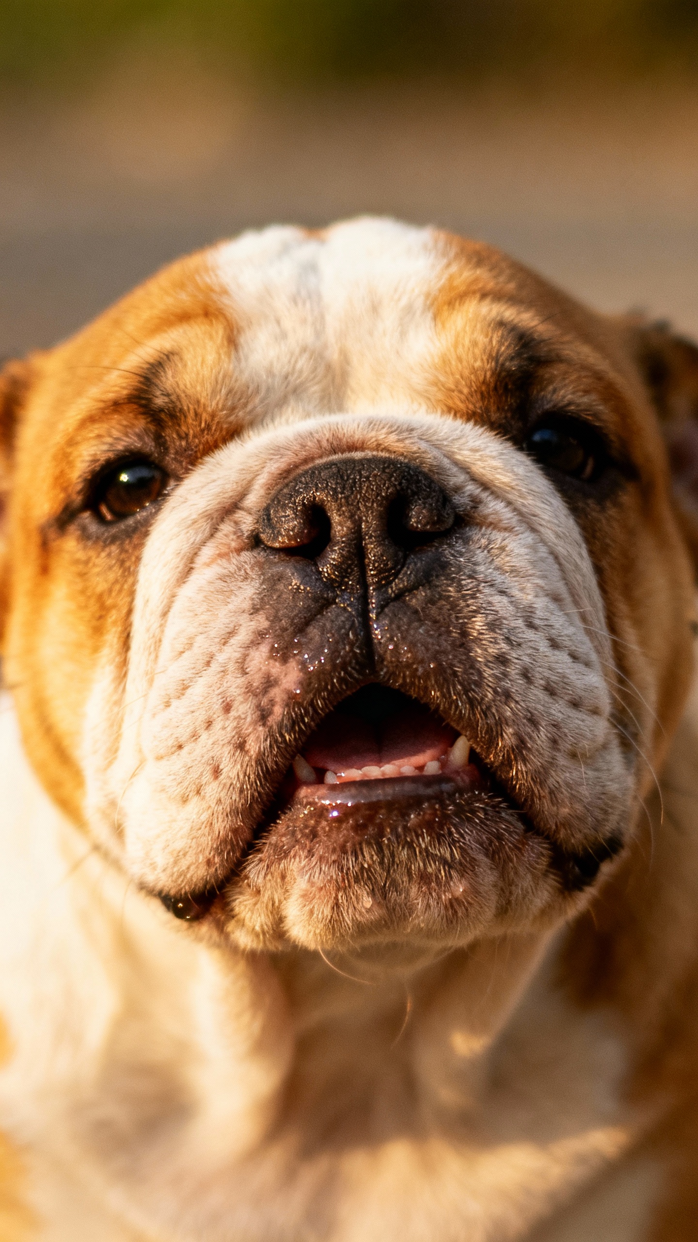 Closeup of English Bulldog puppy muzzle, undershot jaw, soft wrinkles