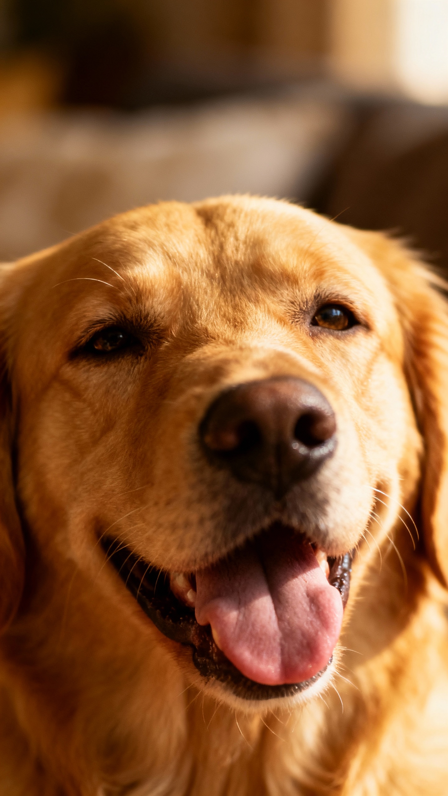 Closeup of relaxed dog face, soft eyes, tongue-lolling grin
