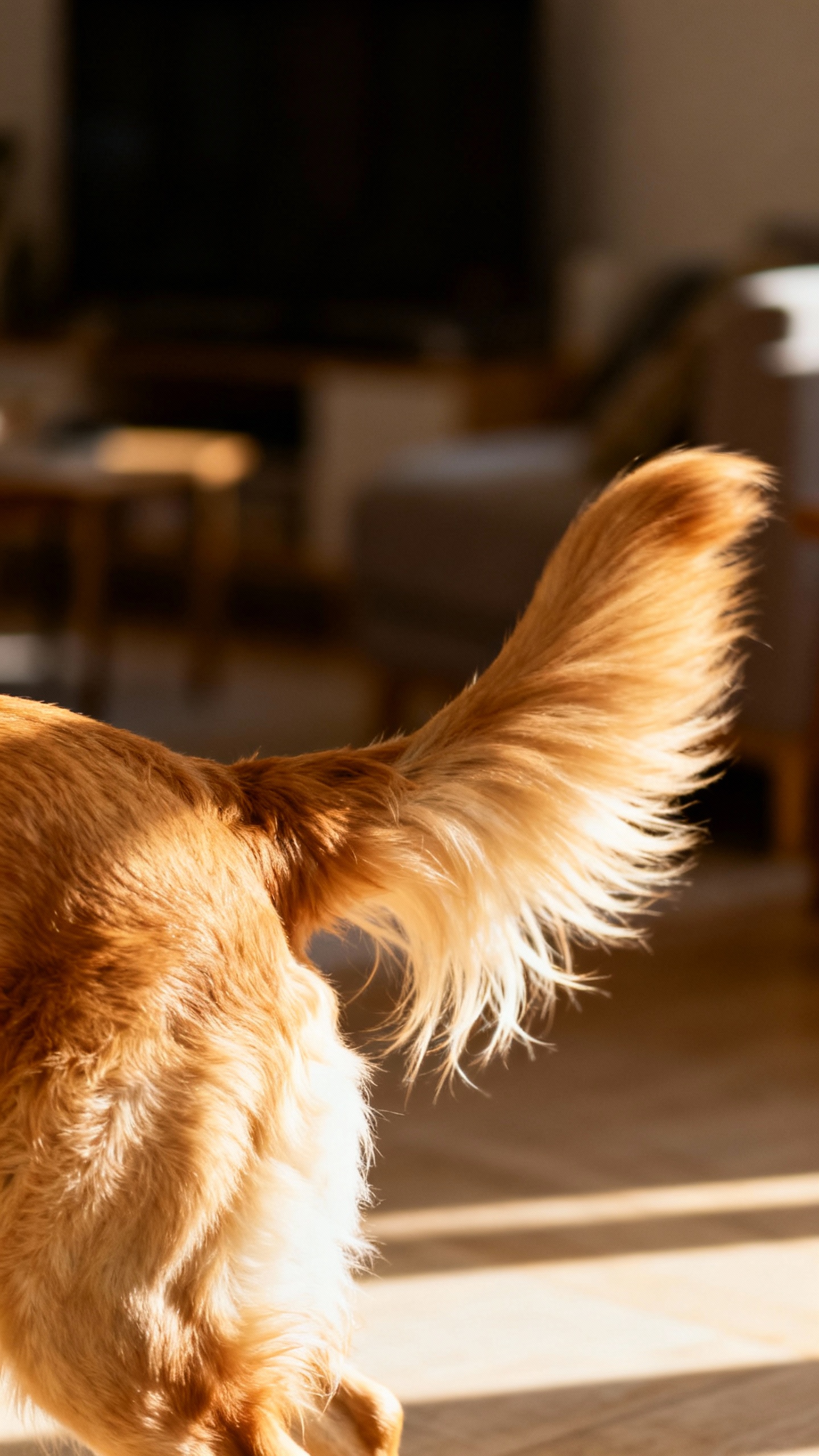 Closeup of right-sided wagging golden retriever tail, sunlight, blurred living room