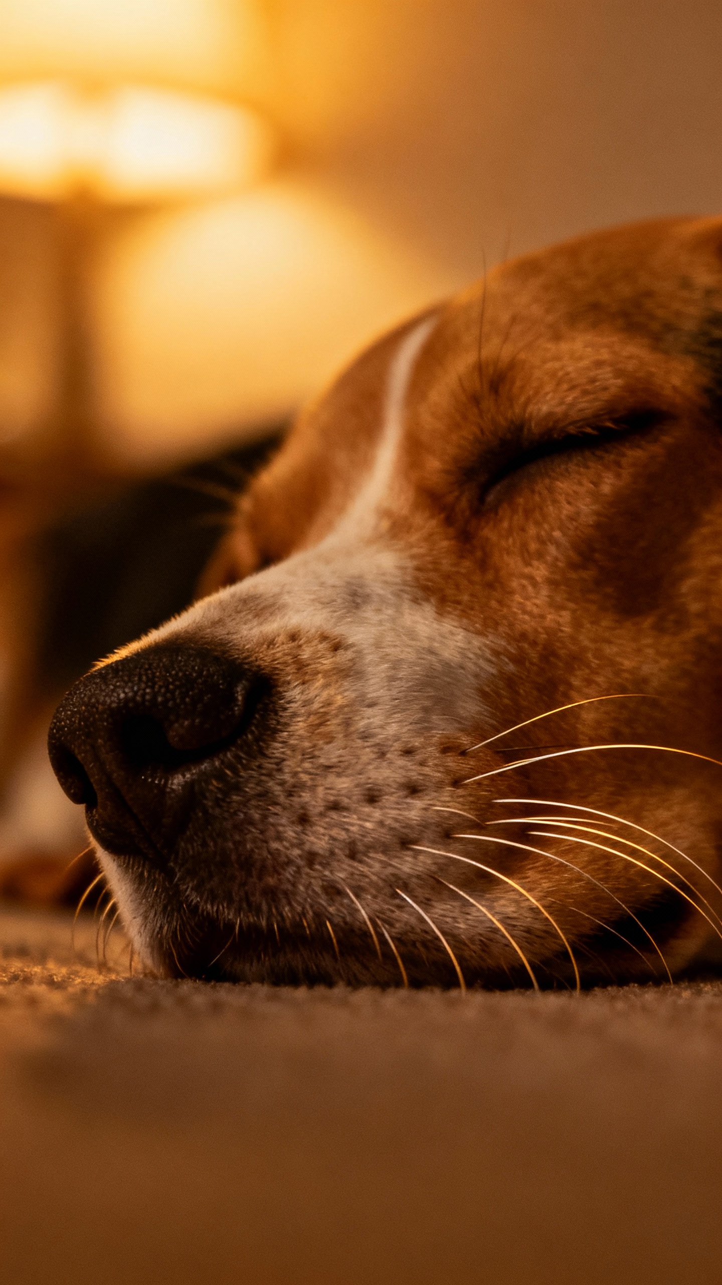 Closeup of sleeping beagle’s twitching whiskers, soft lamplight