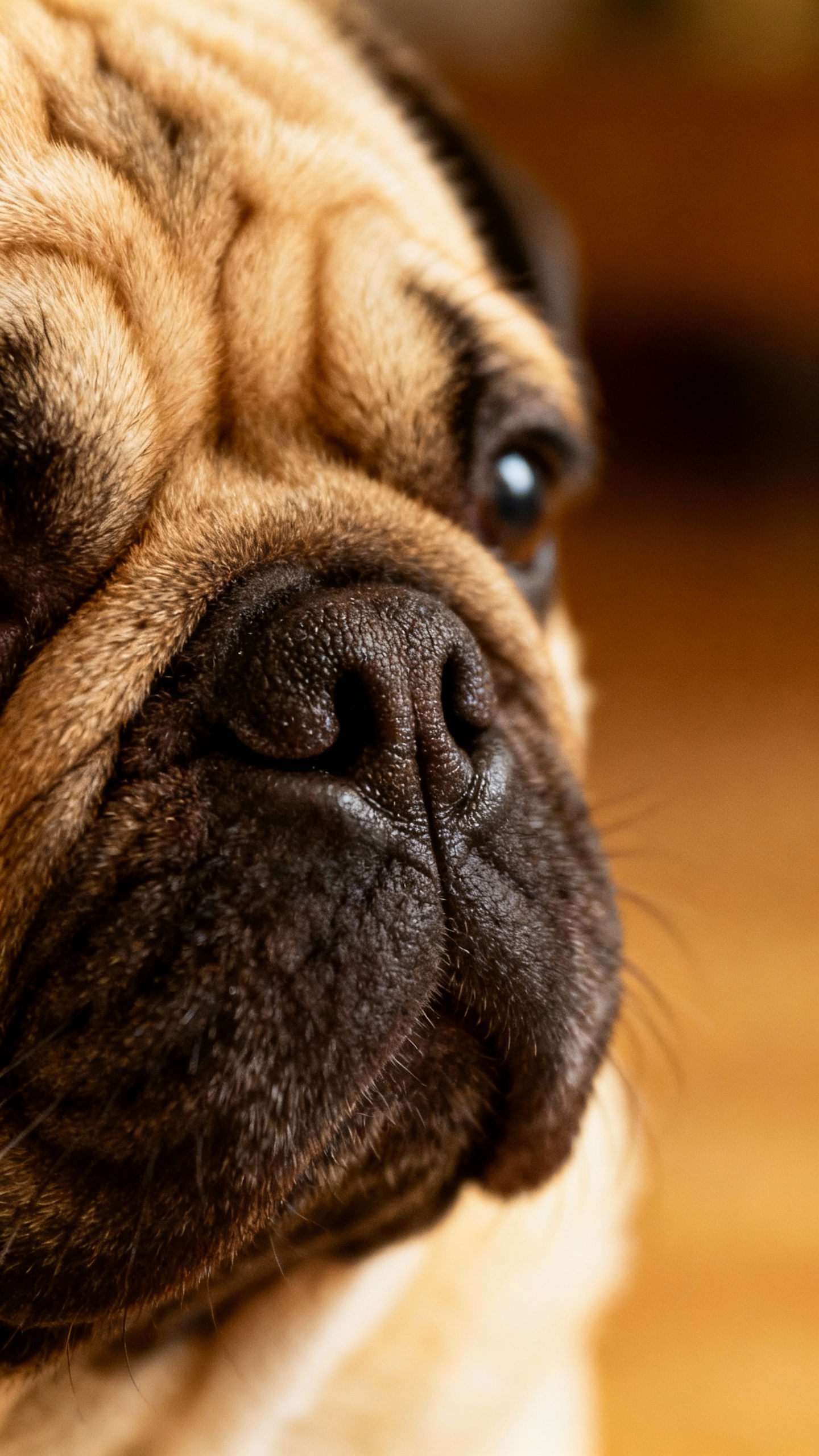 Closeup pug snout and wrinkles, short-nosed, light tan, gentle indoor lighting