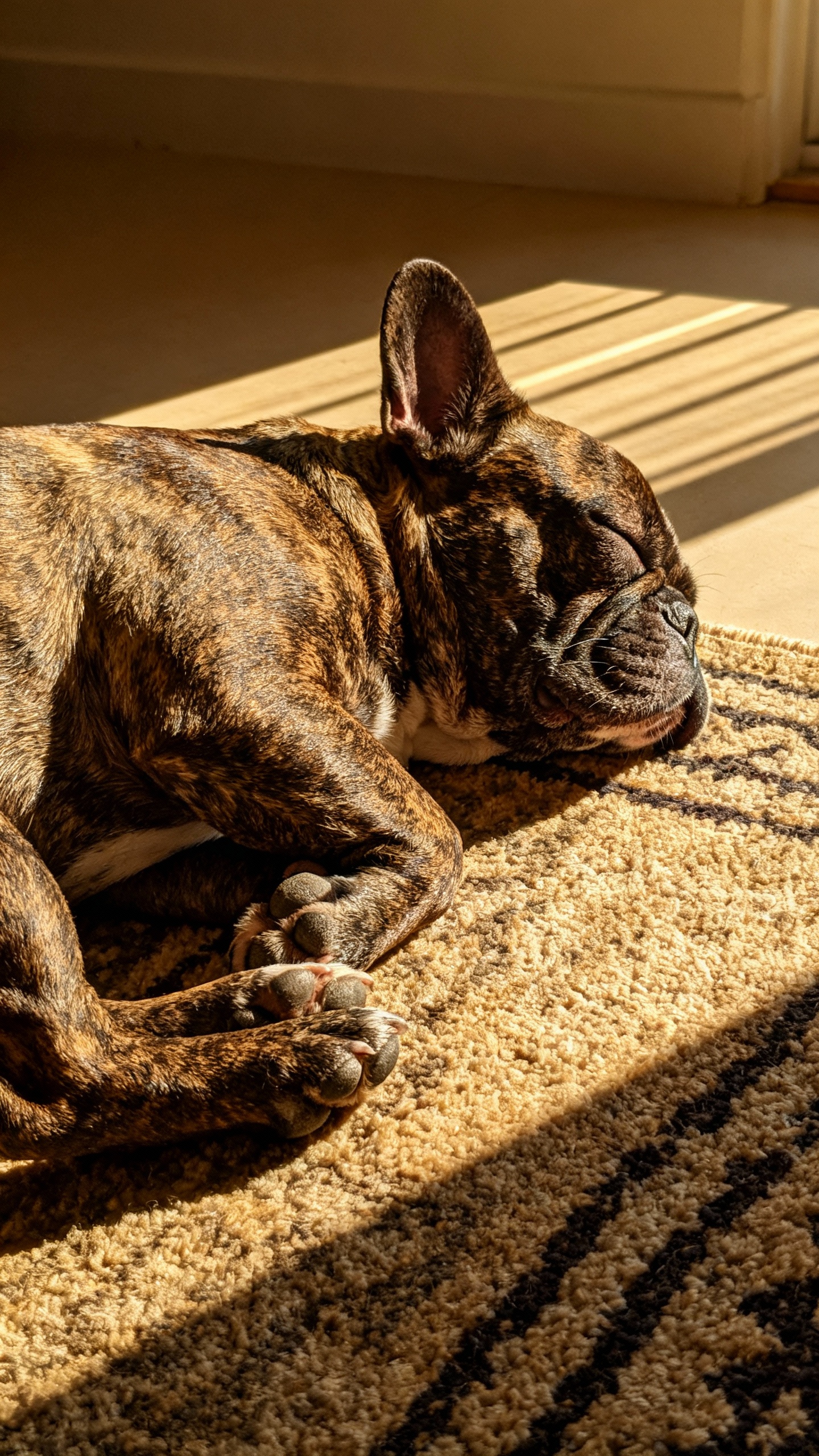 French Bulldog male napping on rug, snoring, brindle coat, short muzzle, afternoon window light