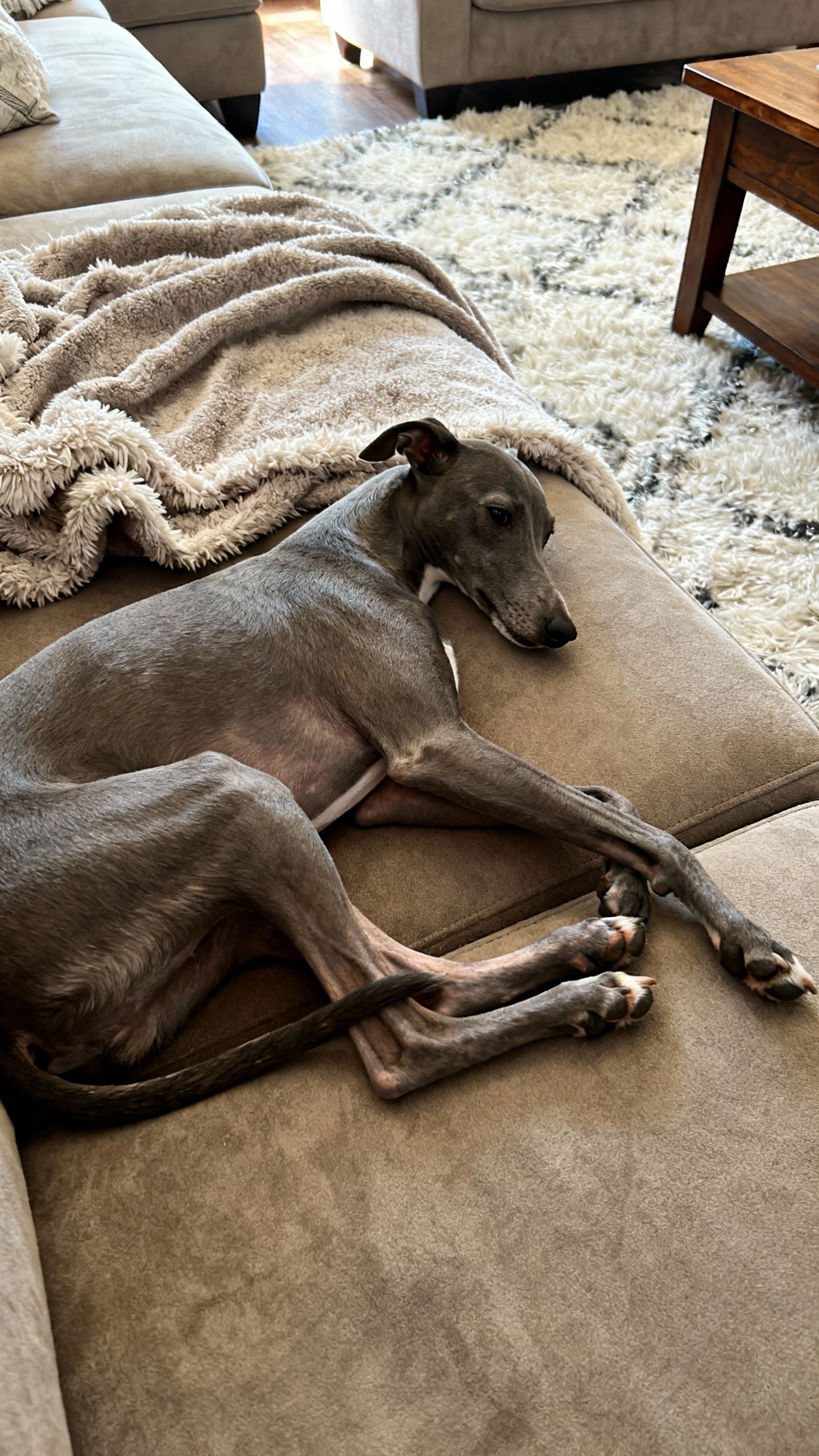 Greyhound sprawled on sofa, slender legs tucked, soft throw blanket, cozy living room