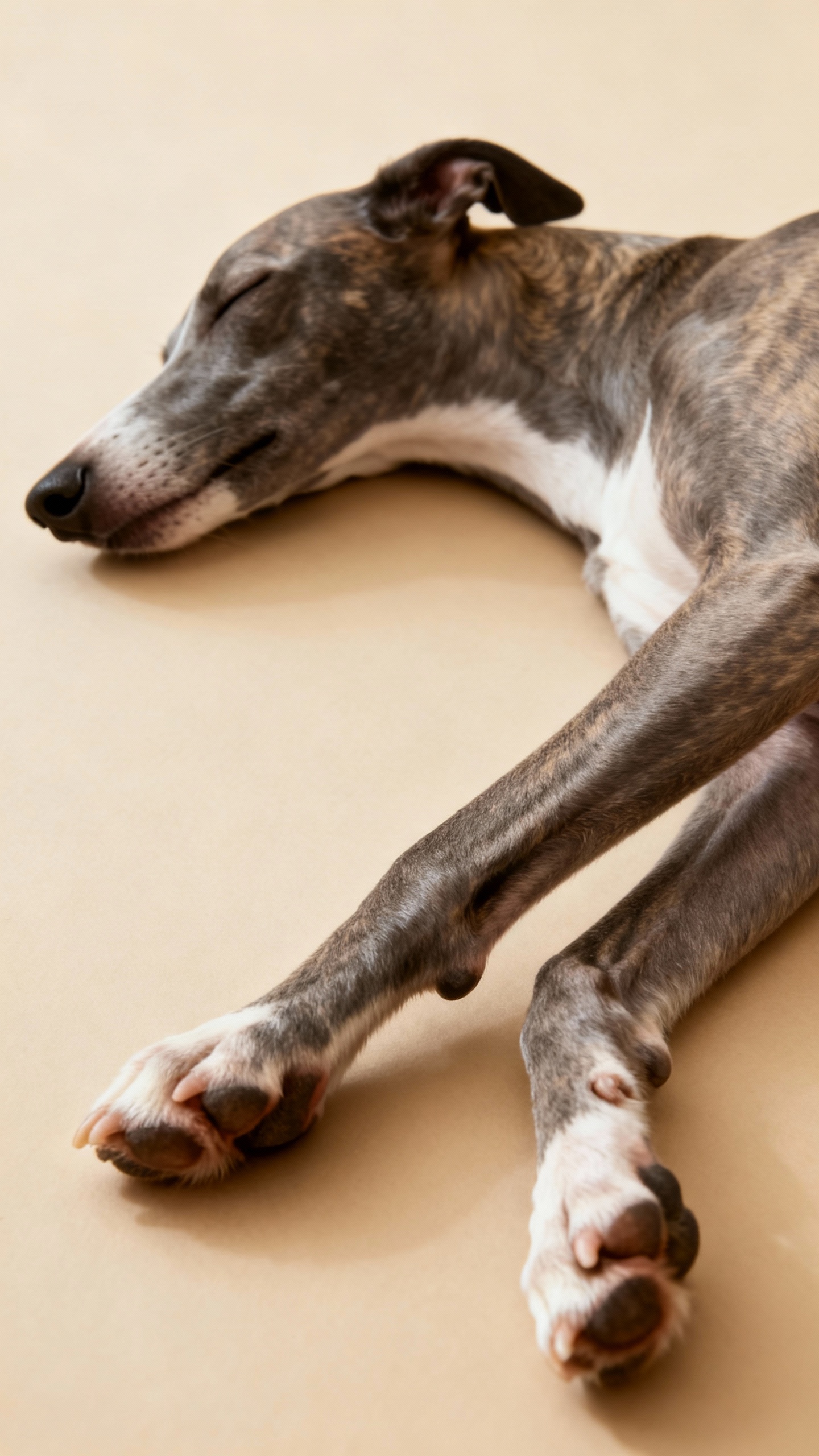 Side-sleeping greyhound, legs extended, soft dream twitch